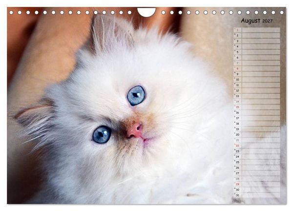 Produktbild: Katzen im Portr&auml;t / Geburtstagskalender (Wandkalender 2027 DIN A4 quer), CALVENDO Monatskalender