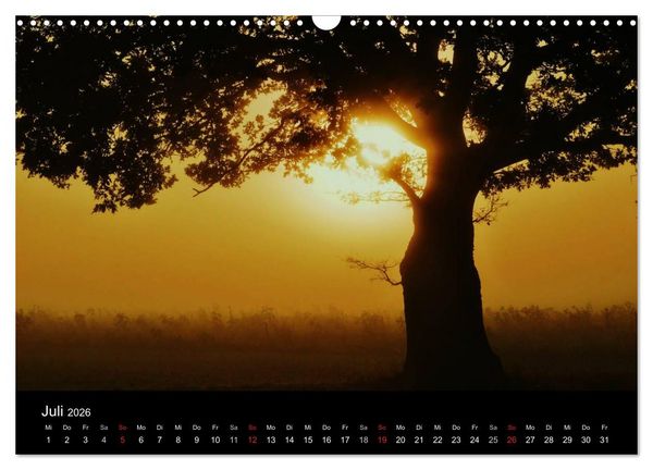Produktbild: Faszination Wald. Waldimpressionen aus Nordhessen von Lutz Klapp (Wandkalender 2026 DIN A3 quer), CALVENDO Monatskalender