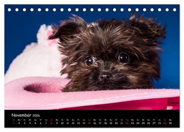 Produktbild: Bolonka Welpenstube (Tischkalender 2026 DIN A5 quer), CALVENDO Monatskalender
