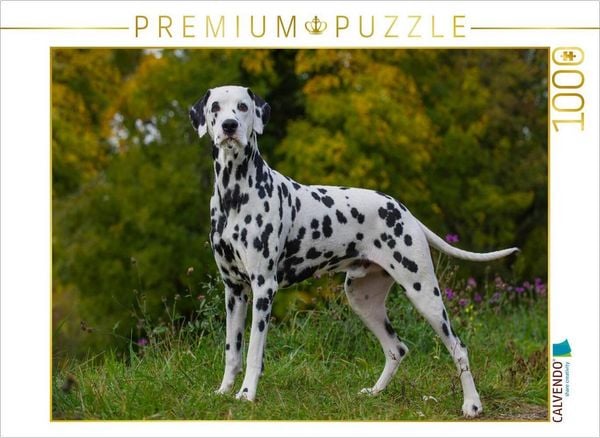 Produktbild: CALVENDO Puzzle Dalmatiner im Herbst | 1000 Teile Lege-Gr&ouml;&szlig;e 64x48cm Foto-Puzzle f&uuml;r gl&uuml;ckliche Stunden