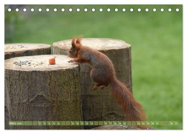 Produktbild: Neuer Spa&szlig; mit Eichh&ouml;rnchen-Kindern (Tischkalender 2026 DIN A5 quer), CALVENDO Monatskalender