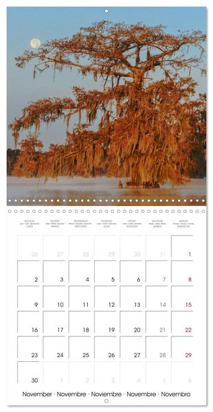 Produktbild: Mississippi Delta, Magic Swamps (Wall Calendar 2026 12 &times; 12 Inch) CALVENDO 12 Month Wall Calendar