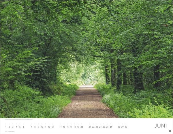 Produktbild: Sch&ouml;nheit des Waldes Posterkalender 2027