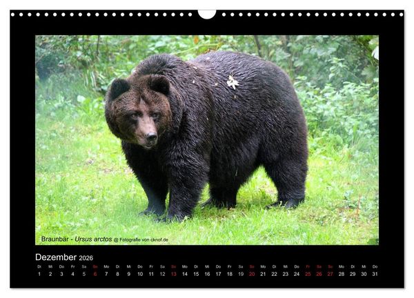 Produktbild: Wildtiere (Wandkalender 2026 DIN A3 quer), CALVENDO Monatskalender