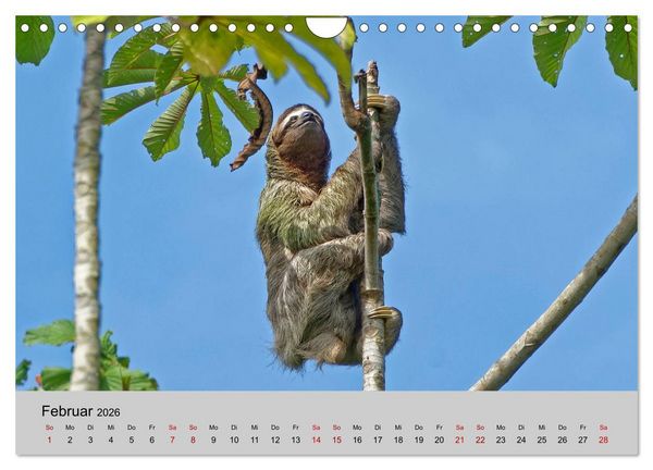Produktbild: COSTA RICA - Tierische Momente (Wandkalender 2026 DIN A4 quer), CALVENDO Monatskalender