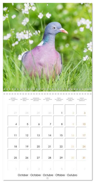 Produktbild: Doves: Gentle Beauty (Wall Calendar 2027 12 &times; 12 Inch) CALVENDO 12 Month Wall Calendar