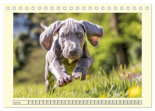Produktbild: Edle Weimaraner. Loyale Silberseelen im Licht der Natur (Tischkalender 2026 DIN A5 quer), CALVENDO Monatskalender