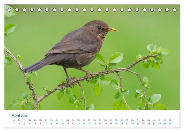 Produktbild: Singv&ouml;gel - 12 Arten im Garten (Tischkalender 2026 DIN A5 quer), CALVENDO Monatskalender