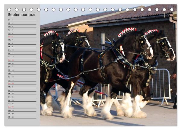 Produktbild: Das Shire Horse. Impressionen (Tischkalender 2026 DIN A5 quer), CALVENDO Monatskalender