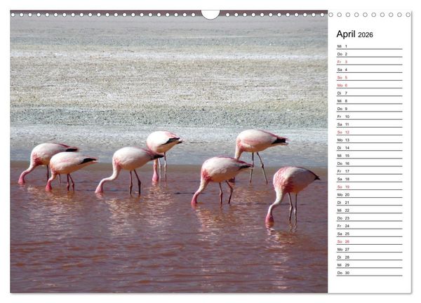Produktbild: Mein Flamingo Planer (Wandkalender 2026 DIN A3 quer), CALVENDO Monatskalender