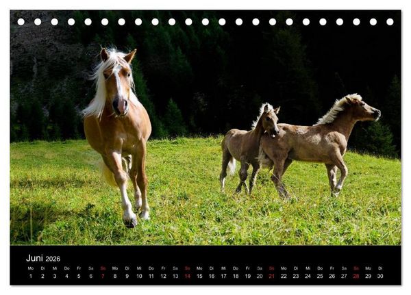 Produktbild: Wundersch&ouml;ne Haflingerwelt (Tischkalender 2026 DIN A5 quer), CALVENDO Monatskalender