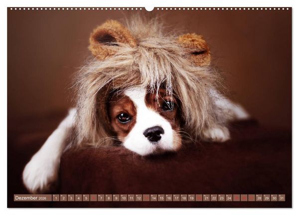 Produktbild: Der Welpenkalender - Cavalier King Charles Spaniel (hochwertiger Premium Wandkalender 2026 DIN A2 quer), Kunstdruck in Hochglanz