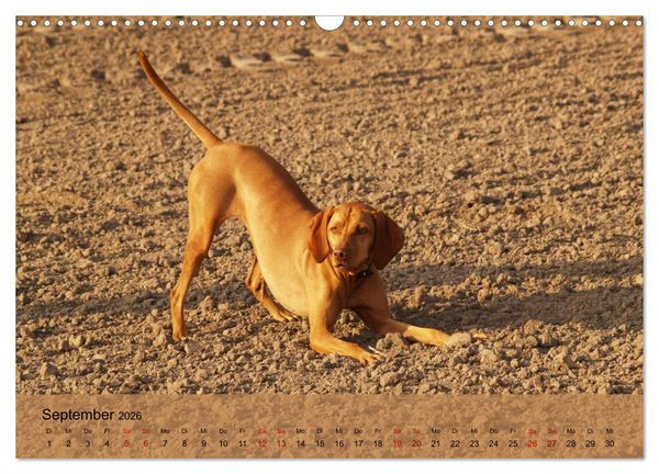 Produktbild: Magyar Vizsla - Ungarischer Vorstehhund (Wandkalender 2026 DIN A3 quer), CALVENDO Monatskalender