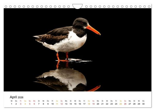 Produktbild: Wilde Heimat - V&ouml;gel unserer Natur (Wandkalender 2026 DIN A4 quer), CALVENDO Monatskalender