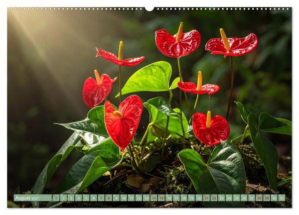 Produktbild: Zimmerpflanzen auf Heimaturlaub (Wandkalender 2027 DIN A2 quer), CALVENDO Monatskalender
