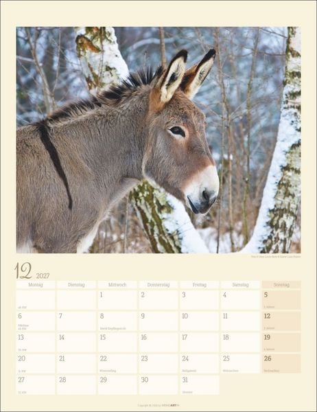 Produktbild: Esel Kalender 2027