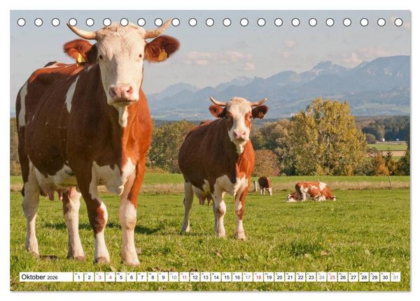 Produktbild: Alpenfleckvieh (Tischkalender 2026 DIN A5 quer), CALVENDO Monatskalender