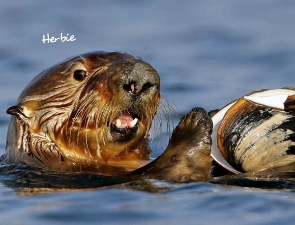 Produktbild: Otter Kalender 2027 Wandkalender Eintragkalender