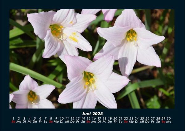 Produktbild: Blumentraum 2025 Fotokalender DIN A4