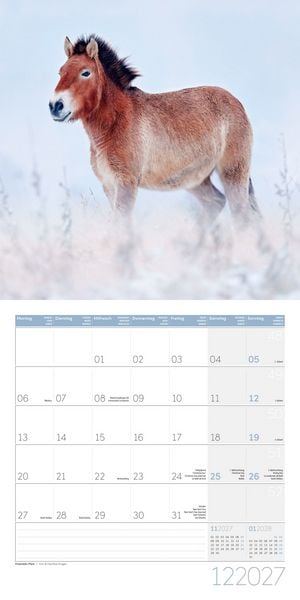 Produktbild: Pferde Kalender 2027 - 30x30 - Art12
