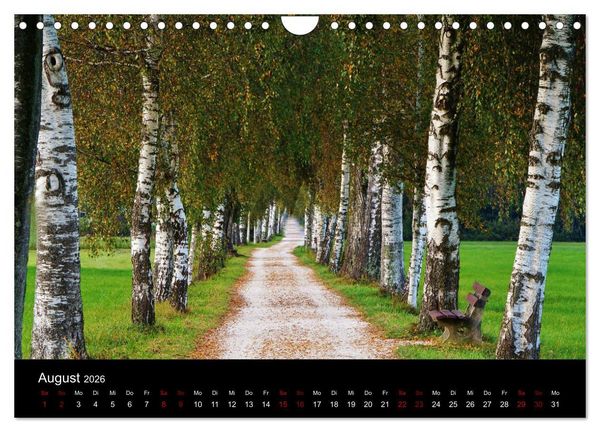 Produktbild: Der Waldspaziergang (Wandkalender 2026 DIN A4 quer), CALVENDO Monatskalender