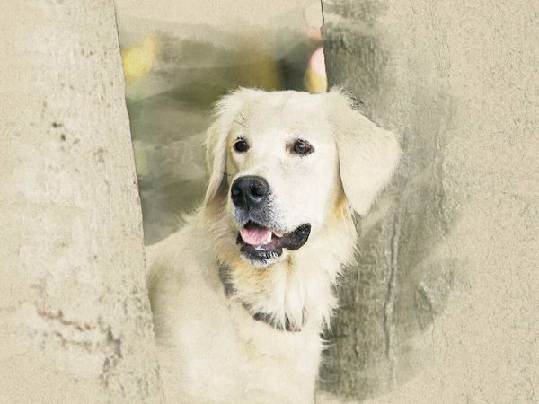 Produktbild: CALVENDO Puzzle Ein Motiv aus dem Kalender Golden Retriever 2017 | 1000 Teile Lege-Gr&ouml;&szlig;e 64x48cm Foto-Puzzle f&uuml;r gl&uuml;ckliche Stunden