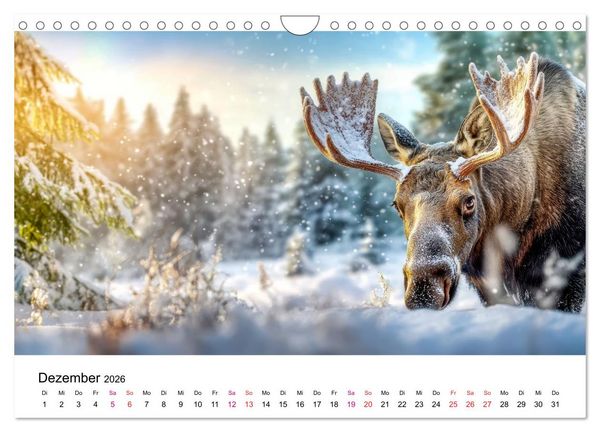 Produktbild: Elche - die Stimme der Wildnis (Wandkalender 2026 DIN A4 quer), CALVENDO Monatskalender