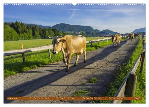 Produktbild: Allg&auml;uer Sch&ouml;nheiten Allg&auml;u - Land der K&uuml;he (Wandkalender 2026 DIN A2 quer), CALVENDO Monatskalender