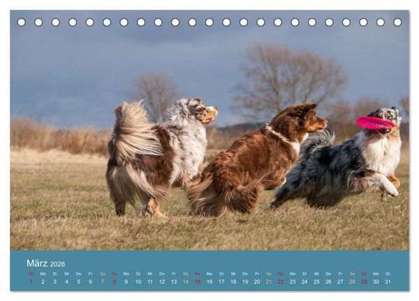 Produktbild: Mit Aussies unterwegs - Die bunte Welt der Australian Shepherds (Tischkalender 2026 DIN A5 quer), CALVENDO Monatskalender