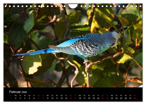 Produktbild: Wellensittichtr&auml;ume - Der neue Wellensittich-Naturkalender (Wandkalender 2026 DIN A4 quer), CALVENDO Monatskalender