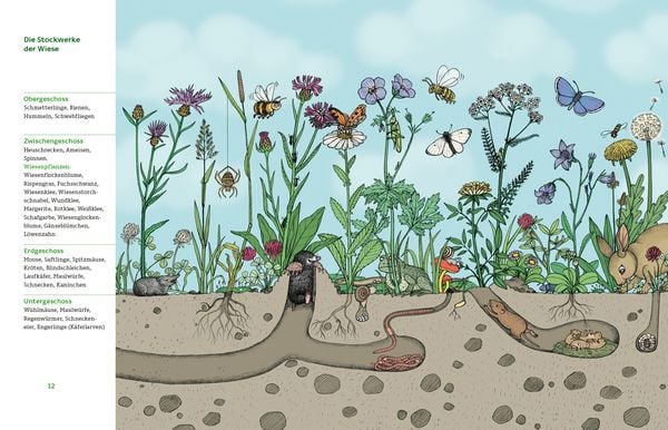 Produktbild: Meine Wiese. - Entdecke eine wunderbare Welt