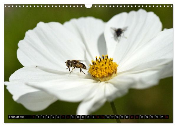 Produktbild: Insekten-Sommer (Wandkalender 2026 DIN A3 quer), CALVENDO Monatskalender