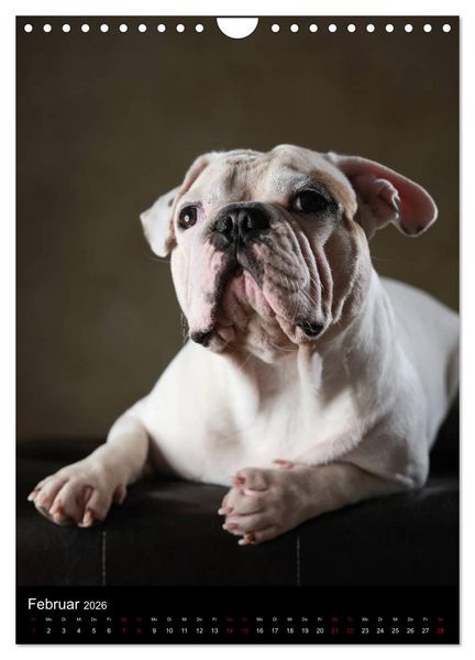 Produktbild: Bullys mit Charme - Franz&ouml;sische Bulldoggen im Portrait (Wandkalender 2026 DIN A4 hoch), CALVENDO Monatskalender