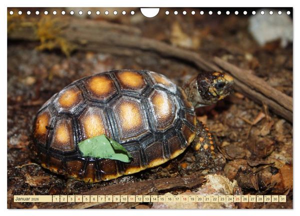 Produktbild: Schildkr&ouml;ten - Gepanzerte Urzeitwesen (Wandkalender 2026 DIN A4 quer), CALVENDO Monatskalender