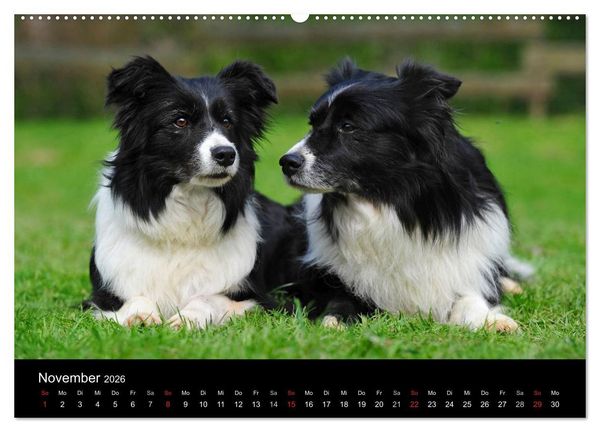 Produktbild: Border Collie 2026 (hochwertiger Premium Wandkalender 2026 DIN A2 quer), Kunstdruck in Hochglanz