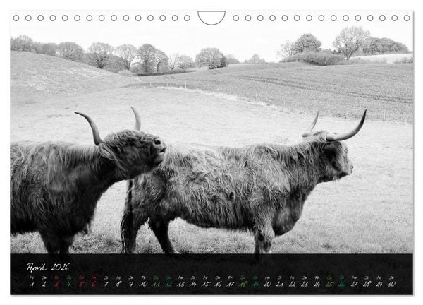 Produktbild: Highland Cattle vom Nordlicht - Faszination Hochland Rind (Wandkalender 2026 DIN A4 quer), CALVENDO Monatskalender