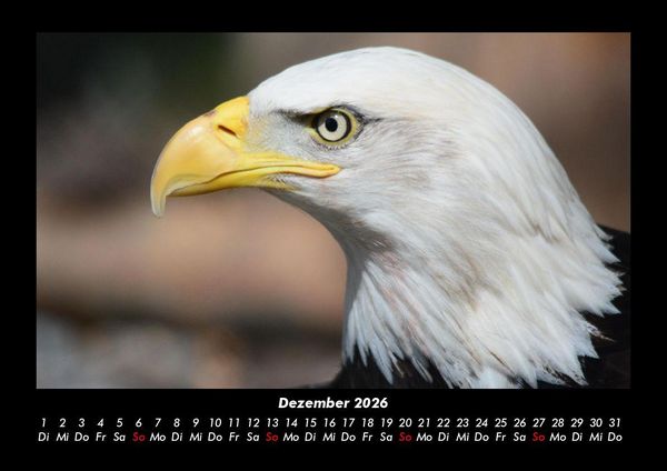 Produktbild: Adler 2026 Fotokalender DIN A3