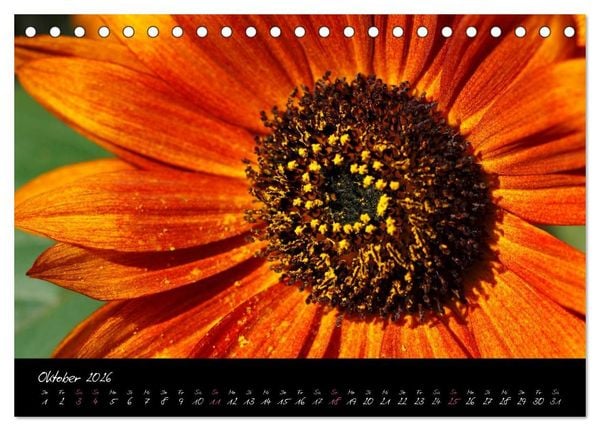Produktbild: Serenade - Visuelle Musik der Blumen (Tischkalender 2026 DIN A5 quer), CALVENDO Monatskalender