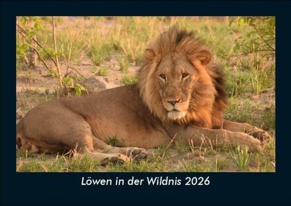 Löwen in der Wildnis 2026 Fotokalender DIN A5