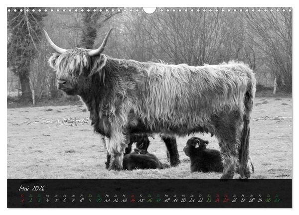 Produktbild: Highland Cattle vom Nordlicht - Faszination Hochland Rind (Wandkalender 2026 DIN A3 quer), CALVENDO Monatskalender