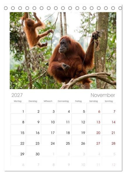 Produktbild: Tischplaner 2027 - Orang-Utans - Menschen des Regenwaldes (A5 Tischkalender zum Aufstellen) CALVENDO
