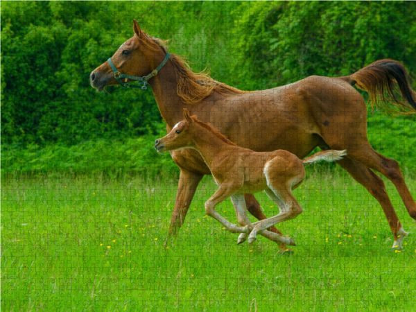 Produktbild: CALVENDO Puzzle Gestreckter Galopp, Arabisches Vollblut | 1000 Teile Lege-Gr&ouml;&szlig;e 64x48cm Foto-Puzzle f&uuml;r gl&uuml;ckliche Stunden