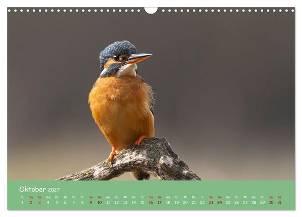 Produktbild: Alcedo atthis. Der Eisvogel (Wandkalender 2027 DIN A3 quer), CALVENDO Monatskalender