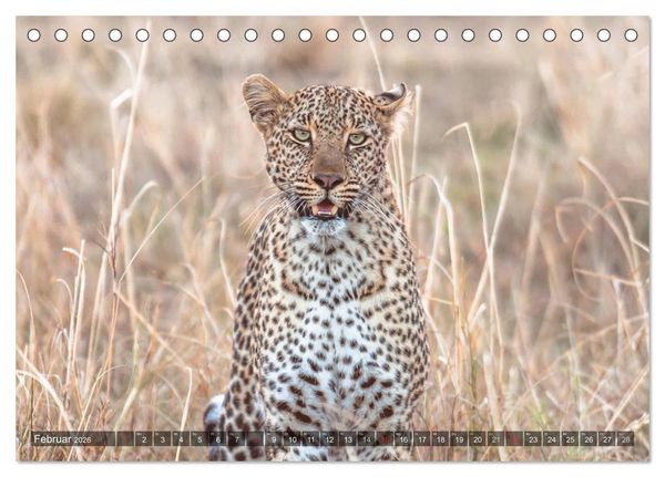 Produktbild: Leoparden - Geheimnisvolle J&auml;ger (Tischkalender 2026 DIN A5 quer), CALVENDO Monatskalender