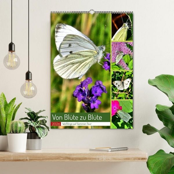 Produktbild: Von Bl&uuml;te zu Bl&uuml;te - Wei&szlig;linge auf Sommer-Tour (Wandkalender 2026 DIN A2 hoch), CALVENDO Monatskalender