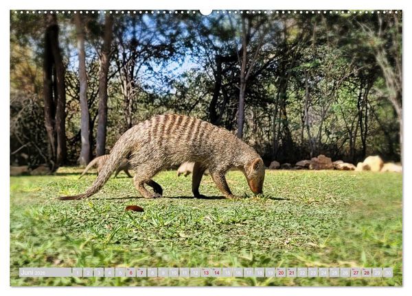 Produktbild: Namibia &ndash; Die Tierwelt vom Caprivi bis Etosha (Wandkalender 2026 DIN A2 quer), CALVENDO Monatskalender