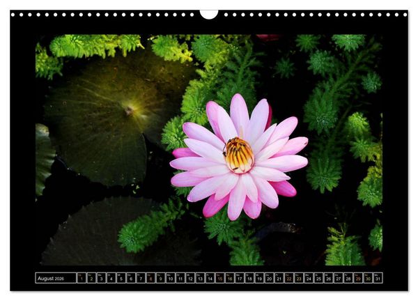 Produktbild: Bali - Details (Wandkalender 2026 DIN A3 quer), CALVENDO Monatskalender