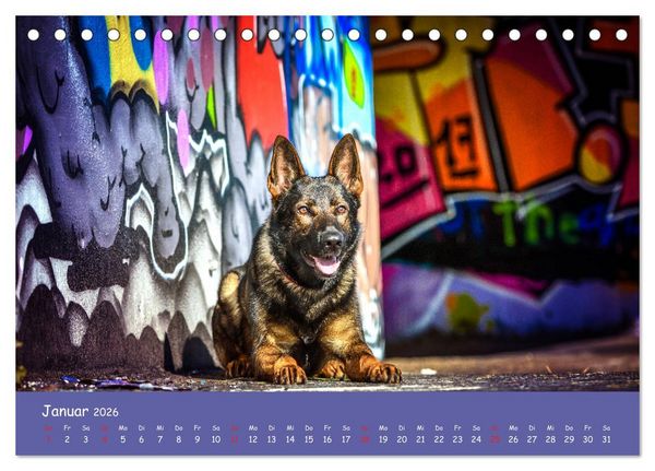 Produktbild: Hunde und Graffiti (Tischkalender 2026 DIN A5 quer), CALVENDO Monatskalender