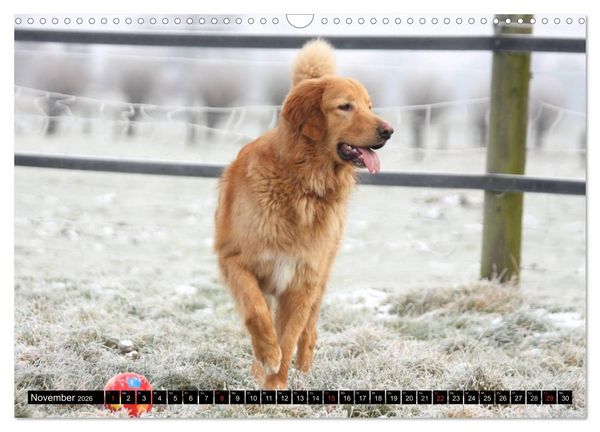 Produktbild: Hovawart - nat&uuml;rlich blond (Wandkalender 2026 DIN A3 quer), CALVENDO Monatskalender