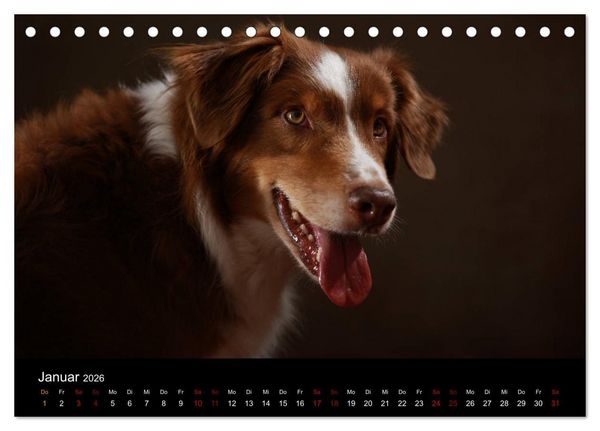 Produktbild: Charmante Australian Shepherds (Tischkalender 2026 DIN A5 quer), CALVENDO Monatskalender